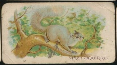 E28 Gray Squirrel.jpg